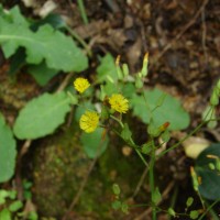 Youngia japonica (L.) DC.